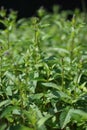 Peppermint, Mentha Ãâ piperita, also known as Mentha balsamea Wild is a hybrid mint, a cross between watermint and spearmint.